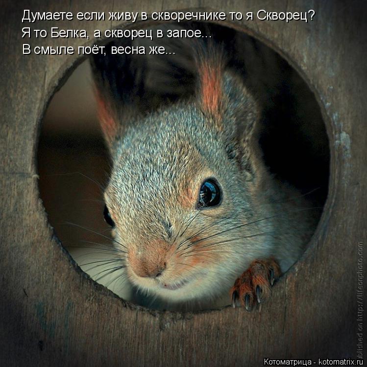 Думаете если живу в скворечнике то я Скворец? Я то Белка, а скворец в запое... В смыле поёт, весна же... Котоматрица: Думаете если живу в скворечнике то я Скворец? Я то Белка, а скворец в запое... В смыле поёт, весна же...