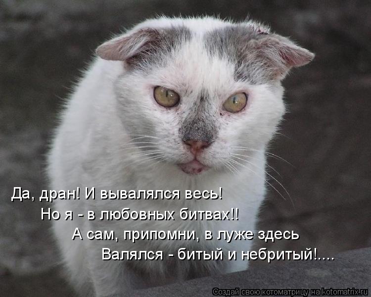 Да, дран! И вывалялся весь! Но я - в любовных битвах!! А сам, припомни, в луже здесь Валялся - битый ... Котоматрица: Да, дран! И вывалялся весь! Но я - в любовных битвах!! А сам, припомни, в луже здесь Валялся - битый и небритый!....