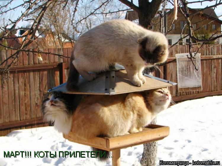 Котоматрица: МАРТ!!! КОТЫ ПРИЛЕТЕЛИ...