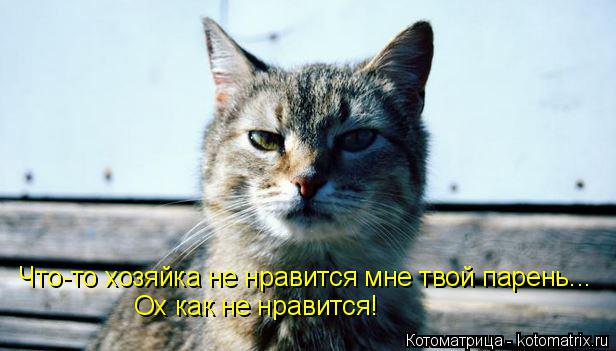 Котоматрица: Что-то хозяйка не нравится мне твой парень... Ох как не нравится!