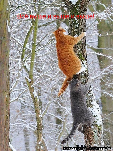 Котоматрица: Всё выше и выше и выше!