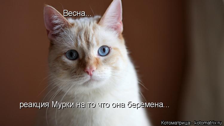 Котоматрица: Весна... реакция Мурки на то что она беремена...