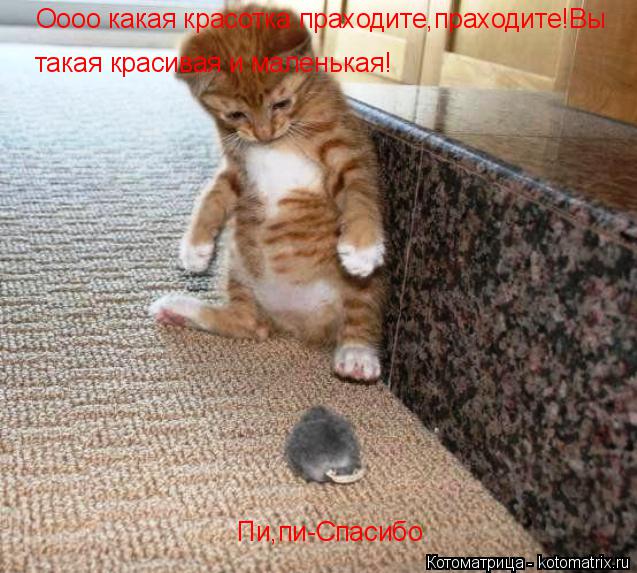 Оооо какая красотка праходите,праходите!Вы такая красивая и маленькая! Пи,пи-Спасибо... Котоматрица: Оооо какая красотка праходите,праходите!Вы такая красивая и маленькая! Пи,пи-Спасибо