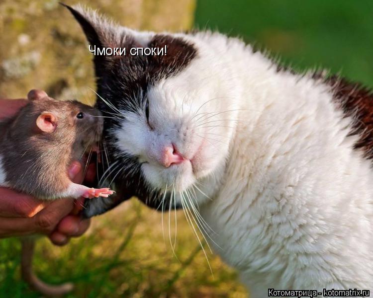 Котоматрица: Чмоки споки!