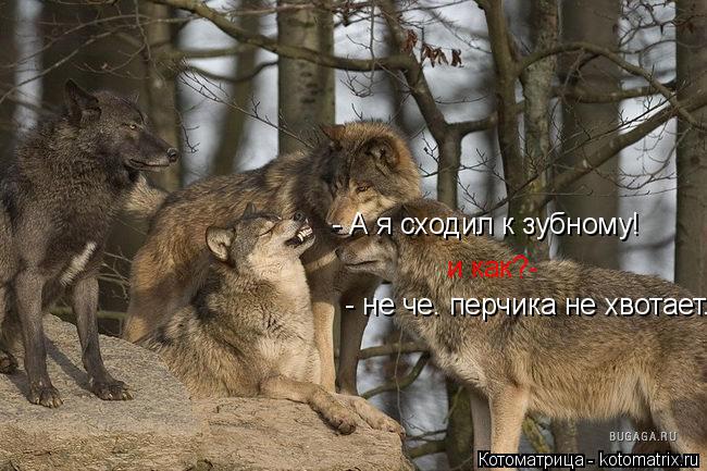 Котоматрица: - А я сходил к зубному! и как?- - не че. перчика не хвотает.