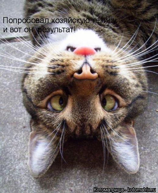 Попробовал хозяйскую текилу, и вот он, результат!... Котоматрица: Попробовал хозяйскую текилу, и вот он, результат!
