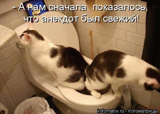 Котоматрица: - А нам сначала  показалось,  что анекдот был свежий!