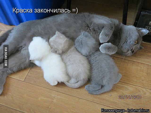 Котоматрица: Краска закончилась =)