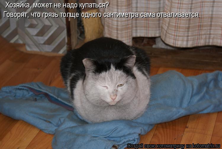 Котоматрица: Хозяйка, может не надо купаться? Говорят, что грязь толще одного сантиметра сама отваливается.