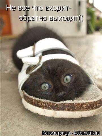 Котоматрица: Не все что входит-  обратно выходит((