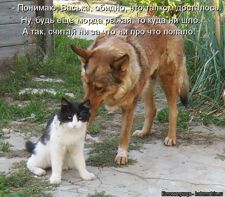 Ну, будь ещё морда рыжая, то куда ни шло. А так, считай ни за что ни про что попало! - Понимаю, Вась... Котоматрица: Ну, будь ещё морда рыжая, то куда ни шло. А так, считай ни за что ни про что попало! - Понимаю, Васька, обидно, что тапком досталось.