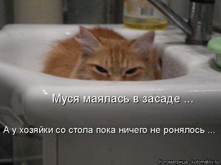 Котоматрица: Муся маялась в засаде ... А у хозяйки со стола пока ничего не ронялось ...