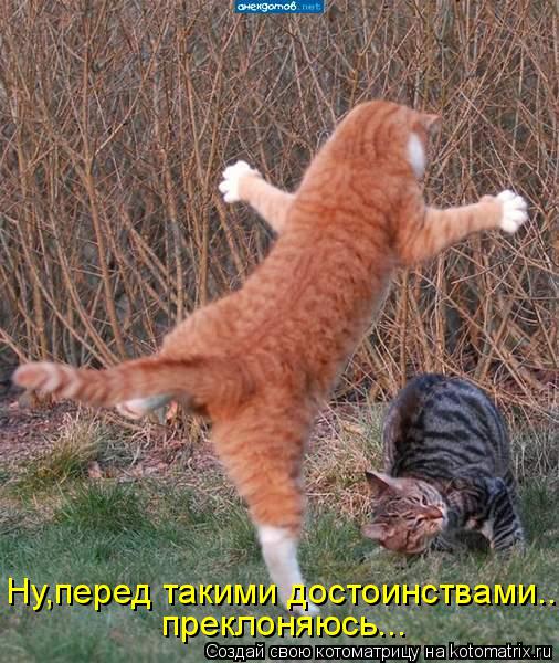 Котоматрица: Ну,перед такими достоинствами... преклоняюсь...