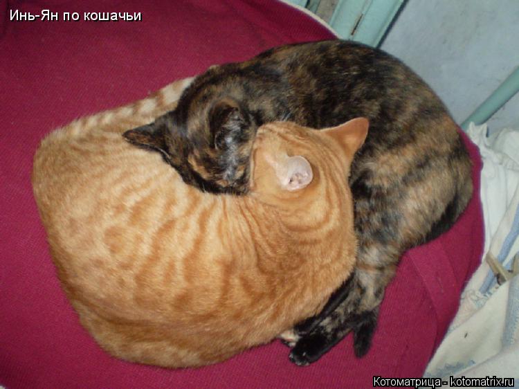 Котоматрица: Инь-Ян по кошачьи