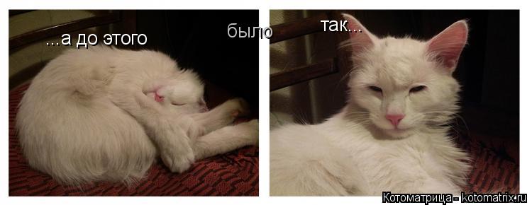 Котоматрица: ...а до этого  было так...