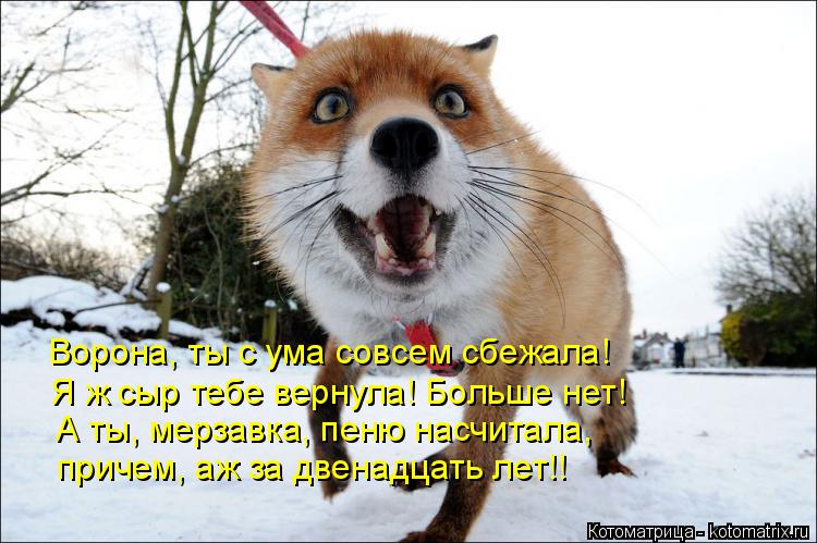 Котоматрица: Ворона, ты с ума совсем сбежала! Я ж сыр тебе вернула! Больше нет! А ты, мерзавка, пеню насчитала, причем, аж за двенадцать лет!!