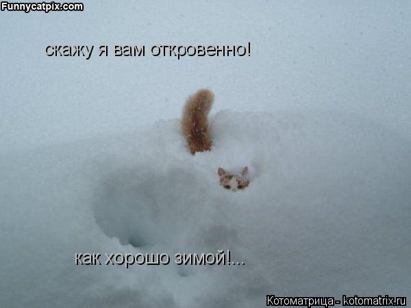 Котоматрица: скажу я вам откровенно! как хорошо зимой!...
