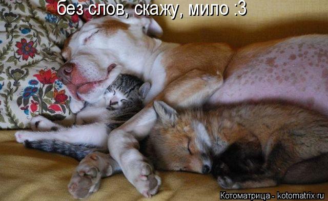 без слов, скажу, мило :3... Котоматрица: без слов, скажу, мило :3