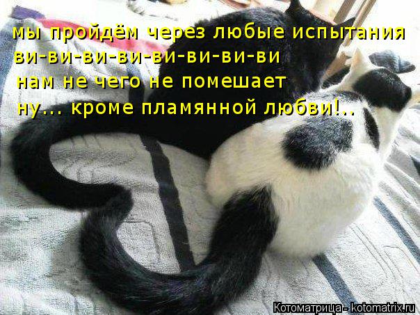 Котоматрица: мы пройдём через любые испытания ви-ви-ви-ви-ви-ви-ви-ви нам не чего не помешает ну... кроме пламянной любви!..
