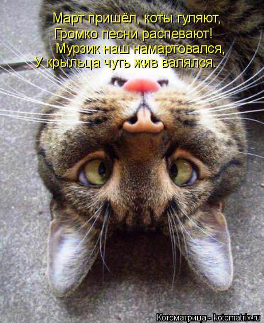 Март пришёл, коты гуляют, Громко песни распевают! Мурзик наш намартовался, У крыльца чуть жив валялся... Котоматрица: Март пришёл, коты гуляют, Громко песни распевают! Мурзик наш намартовался, У крыльца чуть жив валялся.
