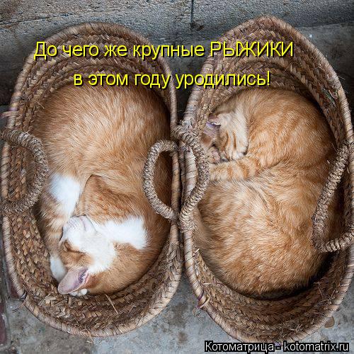 До чего же крупные РЫЖИКИ в этом году уродились!... Котоматрица: До чего же крупные РЫЖИКИ в этом году уродились!