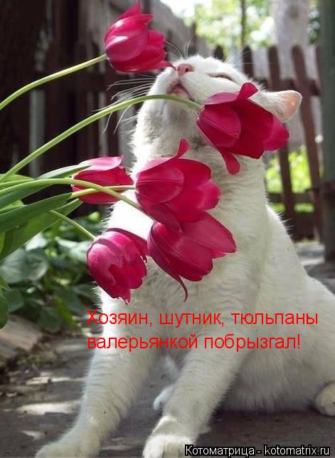 Котоматрица: Хозяин, шутник, тюльпаны  валерьянкой побрызгал!