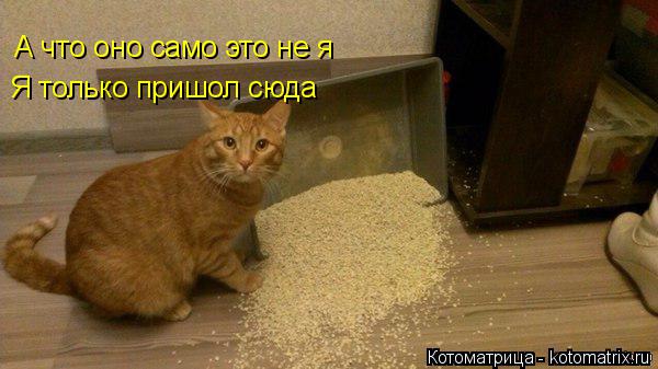 Котоматрица: А что оно само это не я  Я только пришол сюда