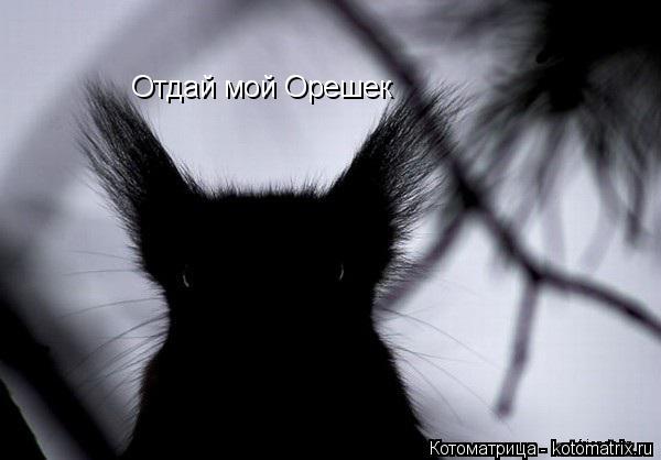 Отдай мой Орешек... Котоматрица: Отдай мой Орешек