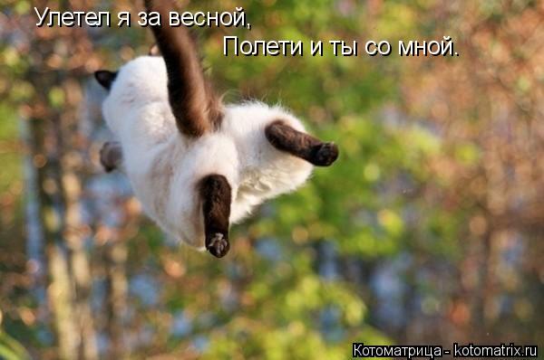 Улетел я за весной, Полети и ты со мной.... Котоматрица: Улетел я за весной, Полети и ты со мной.