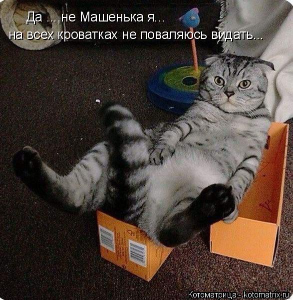 Да ...,не Машенька я... на всех кроватках не поваляюсь видать...... Котоматрица: Да ...,не Машенька я... на всех кроватках не поваляюсь видать...