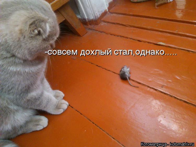 -совсем дохлый стал,однако........ Котоматрица: -совсем дохлый стал,однако.....