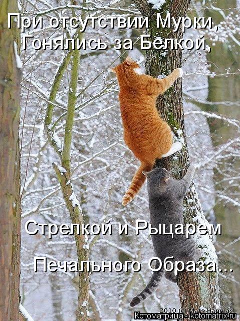 При отсутствии Мурки, Гонялись за Белкой, Стрелкой и Рыцарем Печального Образа...... Котоматрица: При отсутствии Мурки, Гонялись за Белкой, Стрелкой и Рыцарем Печального Образа...