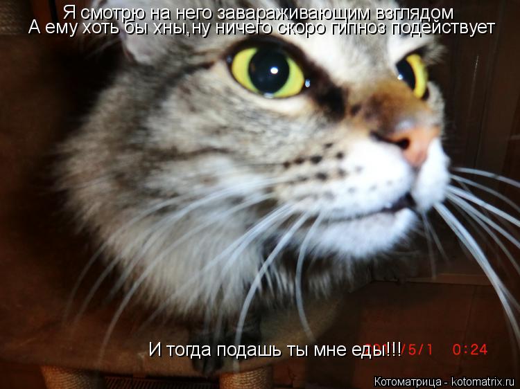 Котоматрица: Я смотрю на него завараживающим взглядом А ему хоть бы хны,ну ничего скоро гипноз подействует И тогда подашь ты мне еды!!! Я смотрю на него за