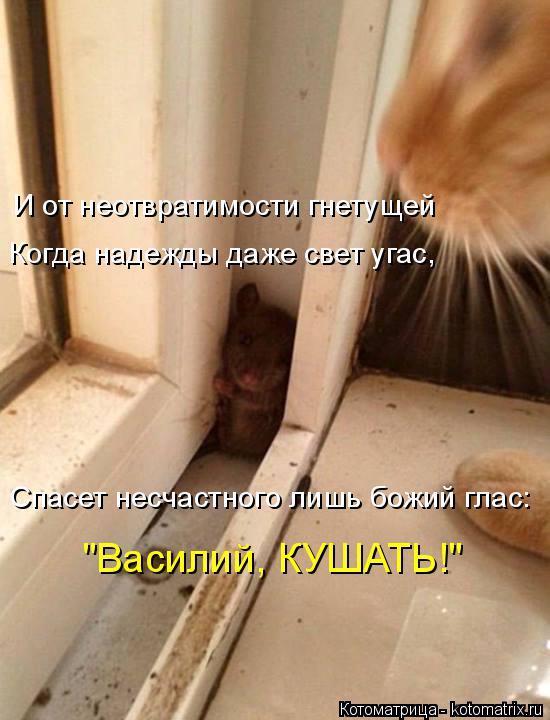 Когда надежды даже свет угас, И от неотвратимости гнетущей Спасет несчастного лишь божий глас: "Васил... Котоматрица: Когда надежды даже свет угас, И от неотвратимости гнетущей Спасет несчастного лишь божий глас: "Василий, КУШАТЬ!"