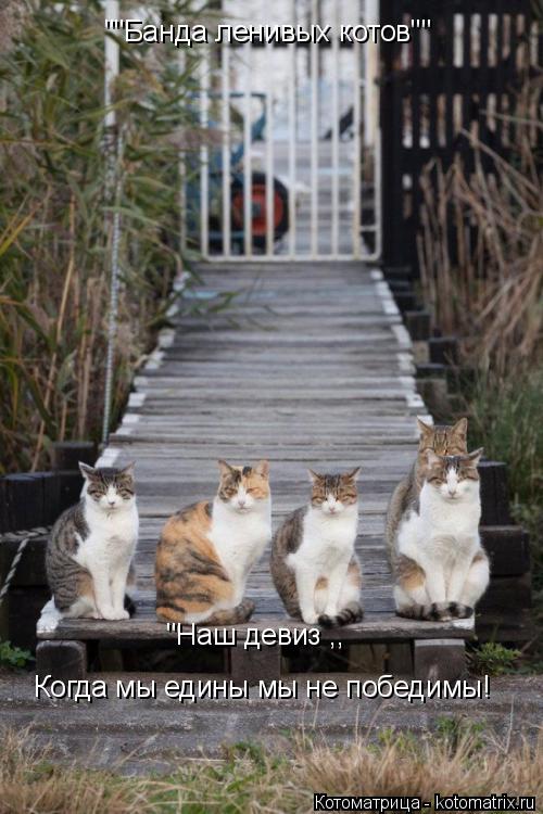""Банда ленивых котов"" Когда мы едины мы не победимы! "Наш девиз ,,... Котоматрица: ""Банда ленивых котов"" Когда мы едины мы не победимы! "Наш девиз ,,