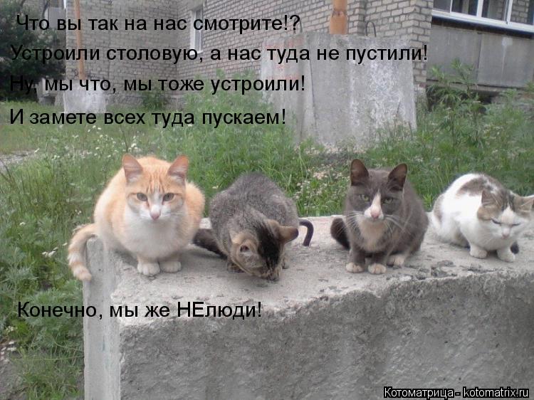 Что вы так на нас смотрите!? Устроили столовую, а нас туда не пустили! Ну, мы что, мы тоже устроили! ... Котоматрица: Что вы так на нас смотрите!? Устроили столовую, а нас туда не пустили! Ну, мы что, мы тоже устроили! И замете всех туда пускаем! Конечно, мы же Н