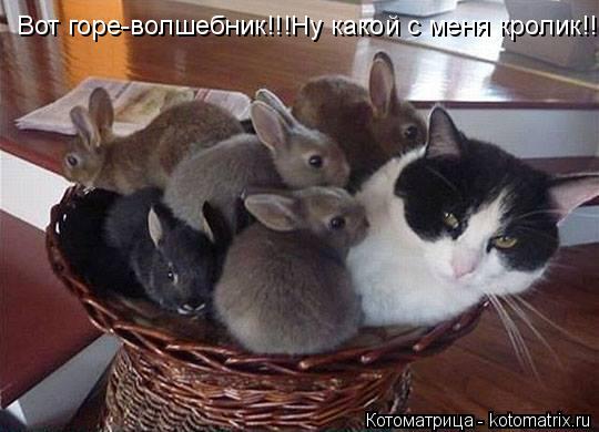 Вот горе-волшебник!!!Ну какой с меня кролик!!!... Котоматрица: Вот горе-волшебник!!!Ну какой с меня кролик!!!