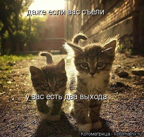 Котоматрица: даже если вас съели у вас есть два выхода