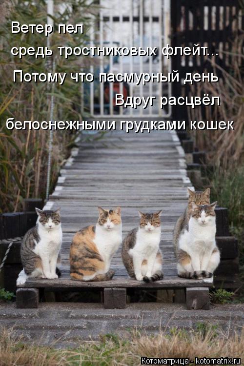 Ветер пел средь тростниковых флейт... Потому что пасмурный день Вдруг расцвёл белоснежными грудками к... Котоматрица: Ветер пел средь тростниковых флейт... Потому что пасмурный день Вдруг расцвёл белоснежными грудками кошек