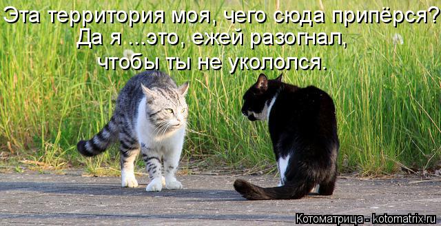 Эта территория моя, чего сюда припёрся? Да я ...это, ежей разогнал, чтобы ты не укололся.... Котоматрица: Эта территория моя, чего сюда припёрся? Да я ...это, ежей разогнал, чтобы ты не укололся.