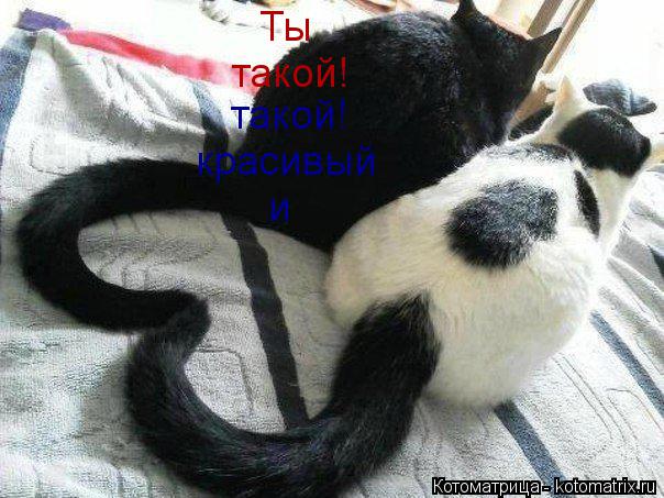 Котоматрица: Ты  такой! такой! красивый и