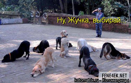 Котоматрица: Ну, Жучка, выбирай...