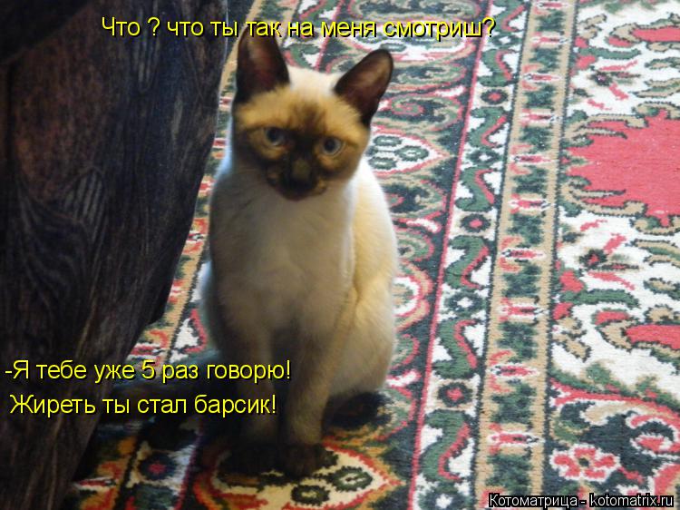 Что ? что ты так на меня смотриш? Что ? что ты так на меня смотриш? -Я тебе уже 5 раз говорю! Жиреть ... Котоматрица: Что ? что ты так на меня смотриш? Что ? что ты так на меня смотриш? -Я тебе уже 5 раз говорю! Жиреть ты стал барсик! Жиреть ты стал барсик!