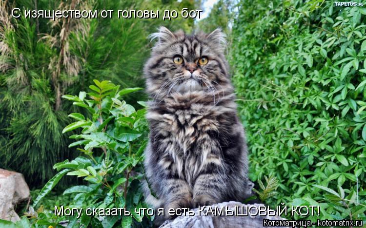 С изяществом от головы до бот Могу сказать,что я есть КАМЫШОВЫЙ КОТ!... Котоматрица: С изяществом от головы до бот Могу сказать,что я есть КАМЫШОВЫЙ КОТ!