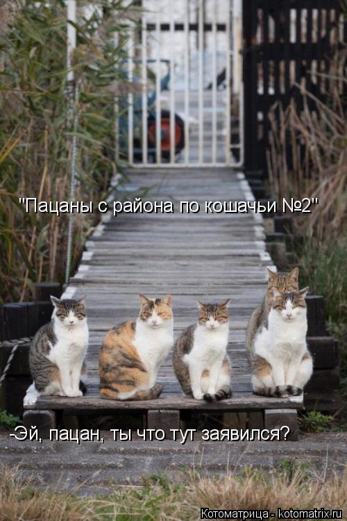 -Эй, пацан, ты что тут заявился? "Пацаны с района по кошачьи №2"... Котоматрица: -Эй, пацан, ты что тут заявился? "Пацаны с района по кошачьи №2"