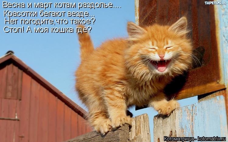Котоматрица: Весна и март котам раздолье.... Красотки бегают везде... Нет погодите,что такое? Стоп! А моя кошка где?