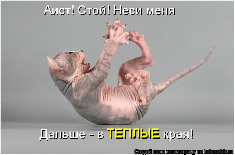 Аист! Стой! Неси меня Дальше - в ТЕПЛЫЕ края! ТЕПЛЫЕ... Котоматрица: Аист! Стой! Неси меня Дальше - в ТЕПЛЫЕ края! ТЕПЛЫЕ