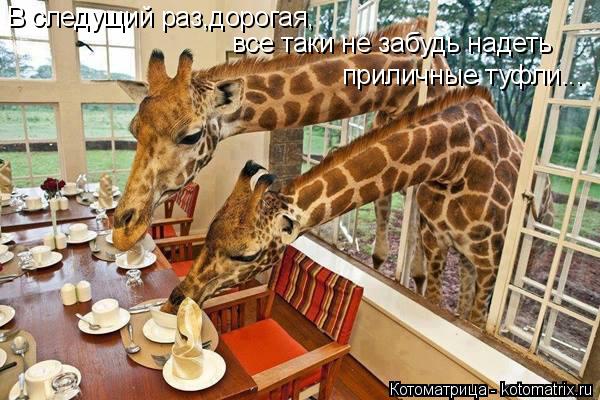 приличные туфли... все таки не забудь надеть В следущий раз,дорогая,... Котоматрица: приличные туфли... все таки не забудь надеть В следущий раз,дорогая,