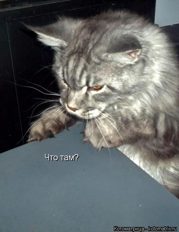 Что там?... Котоматрица: Что там?