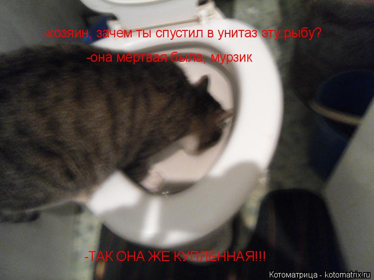Котоматрица: -хозяин, зачем ты спустил в унитаз эту рыбу? -ТАК ОНА ЖЕ КУПЛЕННАЯ!!! -она мёртвая была, мурзик